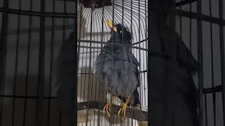 suara jalak kebo betina