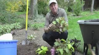 How to plant the eco-friendly plants from Footprints® Plants