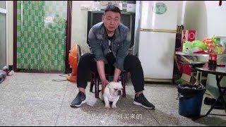 法国斗牛犬品种如何挑选，看专业人士小赵怎么介绍！