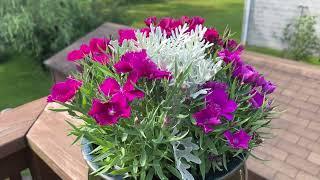 FOLLOW-UP: potted #summer #flowers