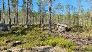 Kesy Metsäpeura, Keski-Suomi