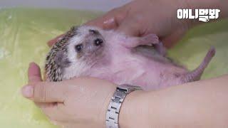 공중화장실에 유기되었던 고슴도치 앞에 나타난 한 여자ㅣWoman Who Changed The Fate Of Abandoned Hedgehog