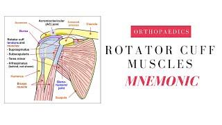 What are the Rotator cuff muscles of the shoulder