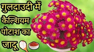 Guldaudi plant care tips & fertilizer | Chrysanthemum care tips