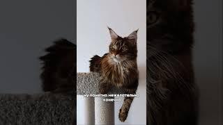 Любая КОШКА будет рада такому решению  Дизайн интерьера #shorts