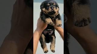 #rottweiler ᴘᴜᴘ's ᴀᴠᴀɪʟᴀʙʟᴇ | ᴍᴏʀᴇ ᴅᴇᴛᴀɪʟs ᴏɴ ᴍʏ ᴅᴇsᴄʀɪᴘᴛɪᴏɴ.#shorts#trending#dogs#shortsfeed#puppy