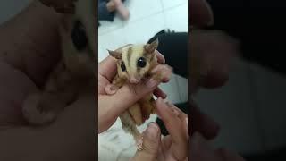 Baby sugar glider in pouch