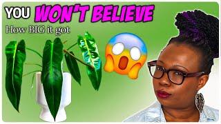 Watch My Philodendron Spiritus Sancti Grow - The Impact of Correct Lighting