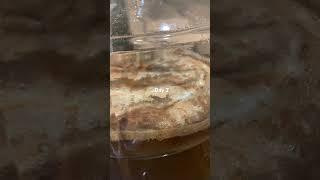 Peanut Butter Milk Stout - day 2