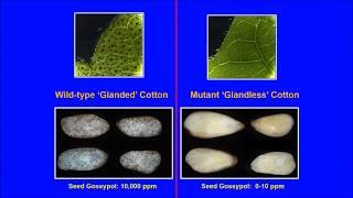 2018 Texas A&M Plant Breeding Symposium 2018: Dr. Keerti Rathore