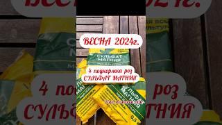 ПРИСОЛИТЕ СВОИ РОЗЫ!!! #розывсаду #иринанаумова #орозахза1минутуиринанаумова #розыирины #подкормка