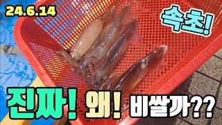 속초 오징어난전 어시장 한접시에 얼마? 대체 왜이래? 진짜 다신 안간다! korean fish market channel