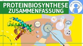 Proteinbiosynthese - Translation & Transkription - Abiturzusammenfassung Proteinbiosynthesen Genetik