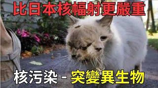 比日本核幅射更嚴重 核污染 - 突變異生物