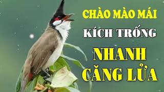 CHÀO MÀO MÁI KÍCH TRỐNG CĂNG LỬA  - CÁCH KÍCH LỬA CHÀO MÀO SỔ BỌNG HÓT CHÉ #chàomàohót