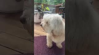 Tedi’s Tiny Adventures: Big World, Small Paws #theodoretedi