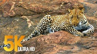 5K African Wildlife - Kruger National Park in South Africa - 1.5 HRS