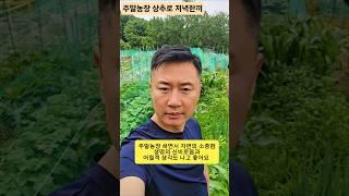 #주말농장 #저녁한끼