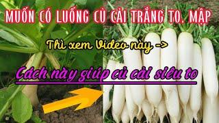 TRỒNG CỦ CẢI TRẮNG - Phần 2: Cách làm củ cải to, mập