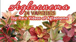 24 Aglaonema Top Rare Varieties 2023 with Names and Video