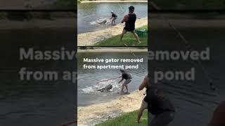 Video shows 11-foot gator removed from Sarasota apartment complex pond in Florida