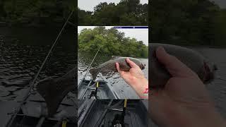 First Fish on the new Kayak! #fishing #trout #outdoors #fish #kayakfishing