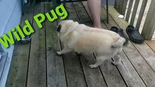 Wild Pug Adventures