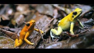 Golden Poison Frog Reserve