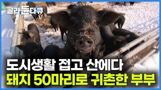 20대에는 도시에서 하고 싶은 거 하다가 산골에 돼지 50마리 풀어 키우는 젊은 귀농 부부｜한국기행｜#골라듄다큐