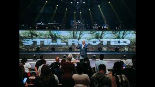 Still Rooted | John Gray