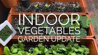 Grow vegetables in the house | Part 2