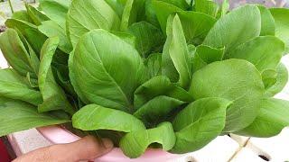SNAP HYDROPONICS PESTICIDES FREE LETTUCE