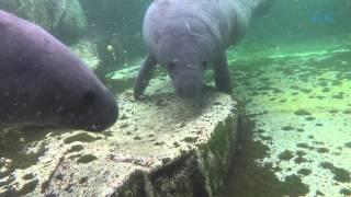 Les Clins d'Œil de Beauval : le bal des lamantins