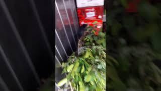Vua Giống Bưởi Diễn Chuẩn Tại Đất Phú Diễn- Minh Khai. Giống Sai Và Ngọt:096.239.2038