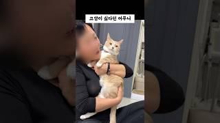 고양이싫다던 어머니에게 개냥이가 복수함
