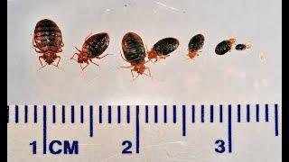 Bed Bug Prevention and Control for Health Workers - English