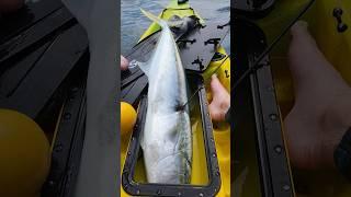 Kingfish Tutukaka #spearfishing #kingfish #freediving #Tutukaka #newzealand #nz #kayakfishing