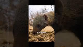 Mutualism relationship#Dwarf mongoose & Hornbill bird#Friendship behaviour#wildlife#shorts#