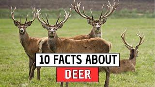 10 Fascinating Facts About Deer You Probably Didn’t Know!