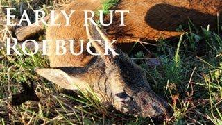 RoeStalker's roe deer rut 2013. A cull buck shot.