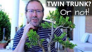 Boxwood bonsai - part 2: Understanding Twin Trunk styles | Blue Sky Bonsai