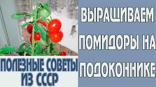 Как вырастить помидоры в горшке на подоконнике дома зимой. Лайфхак для дома из СССР #Shorts
