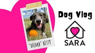 DOG VLOG: ‘Dumb’ Betty