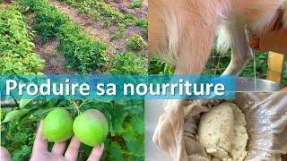 Produire pour manger : tour d'une partie du jardin semée en retard et fromage de chèvre.