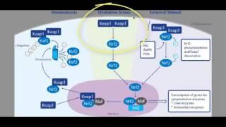 The Mechanisms of Nrf2 activation diagrammatically explained