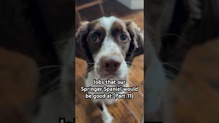 Jobs that Springer Spaniel would be good at (Part 11) #funny #funnydogs #dog