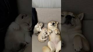 Puppy and Kittens Fall Asleep… and Start Dreaming Together