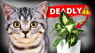 The Most Toxic Plants for Cats You Should Remove Immediately!