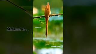 amazing trick to catch fish   #shorts