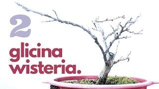  Bonsai Wisteria repotting #2